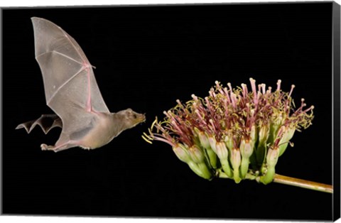 Framed Lesser Long-Nosed Bat in Flight Feeding on Agave Blossom, Tuscon, Arizona Print