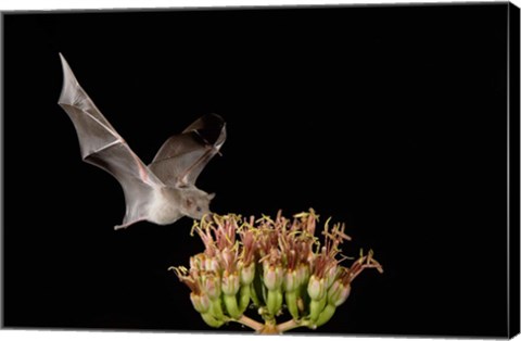 Framed Mexican Long-tongued Bat, Agave Blossom, Arizona Print