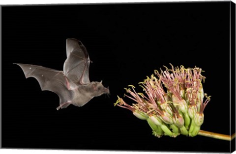 Framed Mexican Long-tongued Bat Print