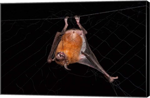 Framed Fishing Bat, Iwokrama Forest Reserve, Guyana Print