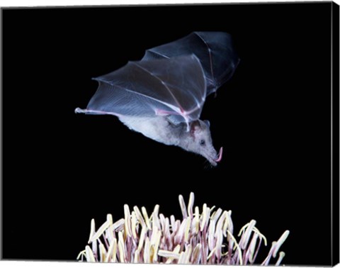 Framed Leafnosed fruit bat, agave, Tucson, Arizona, USA Print