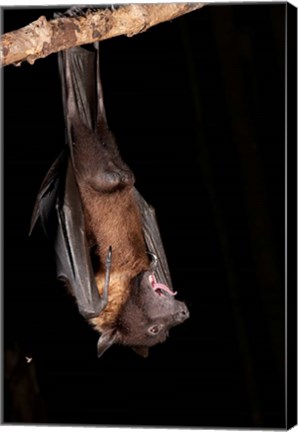 Framed USA, Pennsylvania, Giant Fruit Bat Print