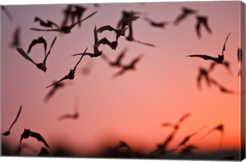 Framed Mexican Free-tailed Bats emerging from Frio Bat Cave, Concan, Texas, USA Print