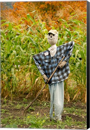 Framed New York, Cooperstown, Farmers Museum Fall cornfield with scarecrow Print