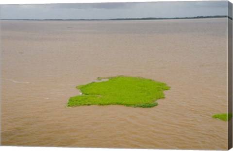 Framed Brazil, Amazon, Manaus The Meeting of the Waters Floating plant mat Print