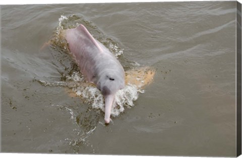 Framed Brazil, Amazonas, Rio Tapajos Freshwater pink Amazon dolphin Print