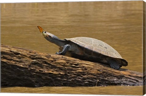 Framed Turtle Atop Rock with Butterfly on its Nose, Madre de Dios, Amazon River Basin, Peru Print