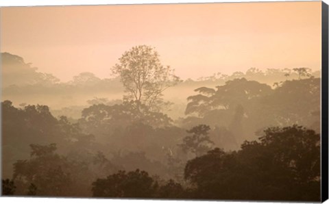 Framed Mist over Canopy, Amazon, Ecuador Print