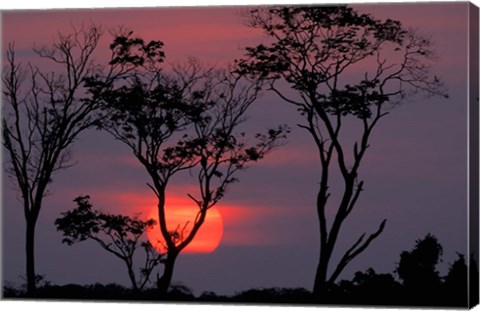 Framed Amazonia Sunset Print