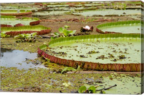 Framed Brazil, Amazon, Valeria River, Boca da Valeria Giant Amazon lily pads Print