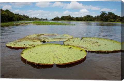 Framed Giant Amazon lily pads, Valeria River, Boca da Valeria, Amazon, Brazil Print