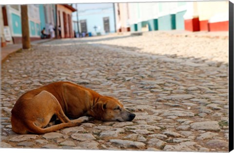 Framed Cuba, Trinidad Dog sleeping in the street Print