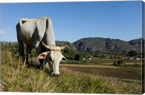 Framed Ox Grazing, Farm animals, Vinales, Cuba Print