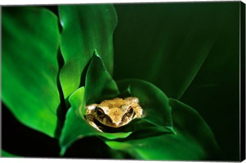 Framed Coqui Frog in Puerto Rico Print