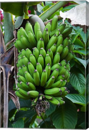 Framed Cuba, Topes de Collantes banana fruit tree Print