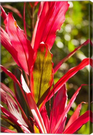 Framed Cuba, Vinales, El Jardin de Caridad, Garden flora Print