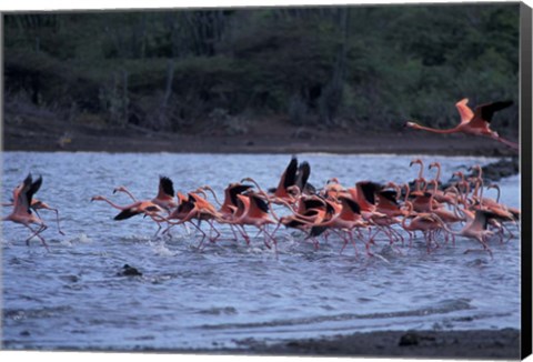 Framed Flamingo Sanctuary, Curacao, Caribbean Print