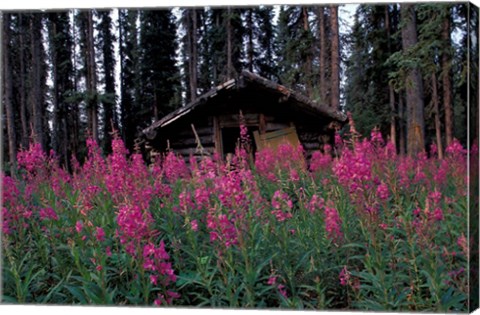 Framed Abandoned Trappers Cabin Amid Fireweed, Yukon, Canada Print