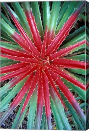 Framed Cactus Detail, Chrstoffel National Park, Curacao, Caribbean Print