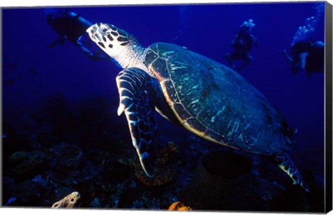 Framed Loggerhead Turtle, Dominica, Caribbean Print