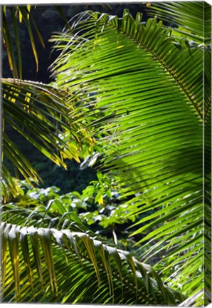 Framed Dominica, Roseau, Vegetation, rainforest Print