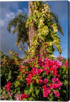 Framed Bougainvillea flora, Bavaro, Higuey, Punta Cana, Dominican Republic Print