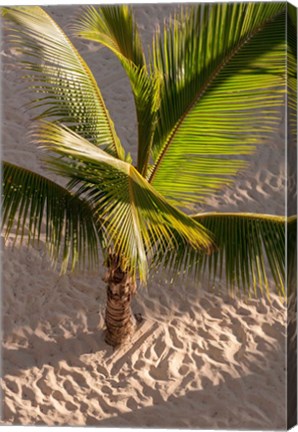 Framed Palm tree, Bavaro Beach, Higuey, Punta Cana, Dominican Republic Print