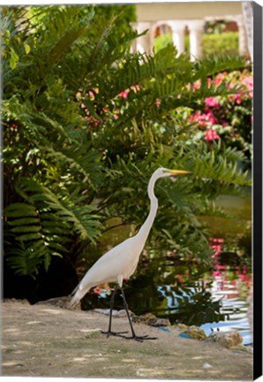 Framed White Egret tropical bird, Bavaro, Higuey, Punta Cana, Dominican Republic Print