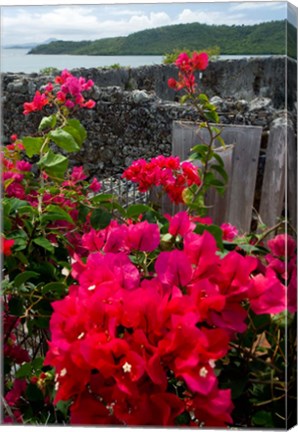 Framed Flowering Bougainvillea &amp; Ruins, Chateau Dubuc, Martinique, French Antilles, West Indies Print