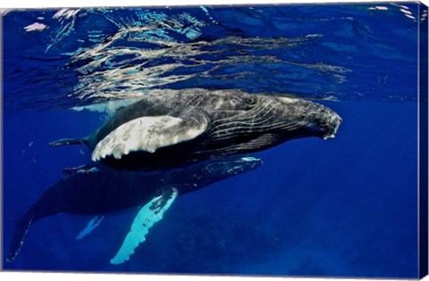 Framed Humpback whale calf, Silver Bank, Domincan Republic Print