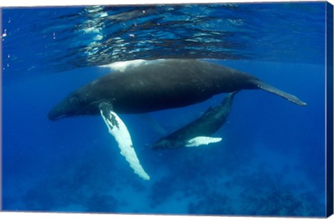 Framed Humpback whale mother and calf, Silver Bank, Domincan Republic Print