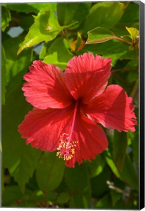 Framed Dominican Republic, Bavaro, Hibiscus flower Print