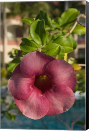 Framed Dominican Republic, Punta Cana, Allamanda flower - pink Print