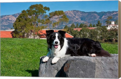 Framed Border Collie dog Print