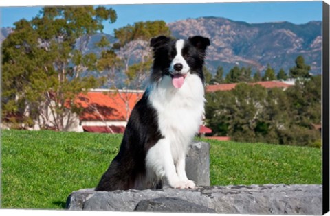 Framed Border Collie dog sitting Print