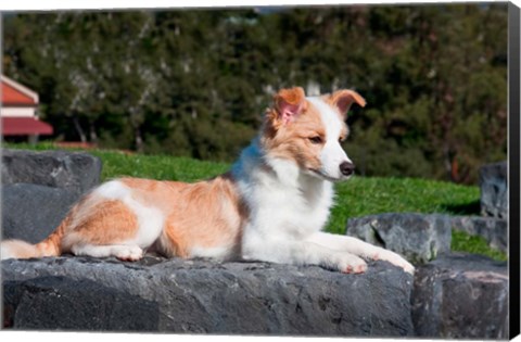 Framed Border Collie puppy dog lying Print