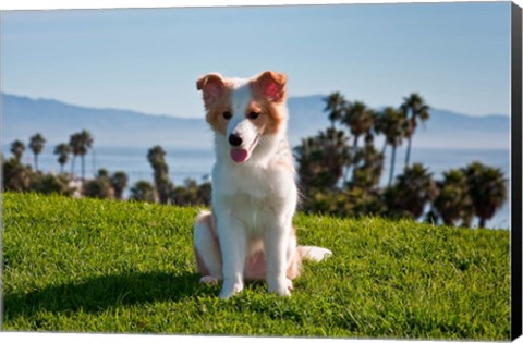 Framed Border Collie puppy dog in a field Print