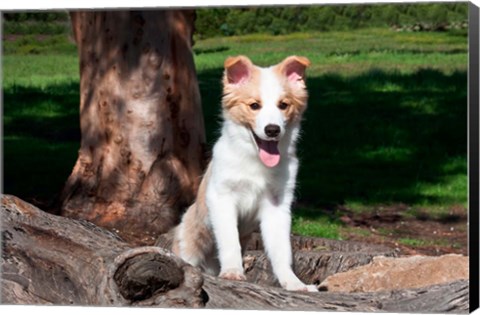 Framed Border Collie puppy dog  by a tree Print