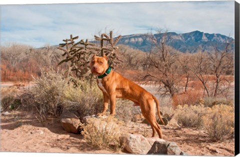 Framed American Pitt Bull Terrier dog, New Mexico Print