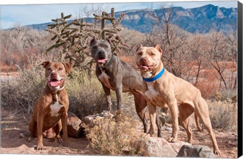 Framed Three Pitt Bull Terrier dog, New Mexico Print