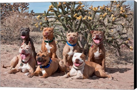 Framed American Pitt Bull Terrier dogs, cactus Print