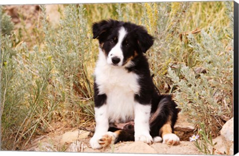 Framed Border Collie puppy dog Print