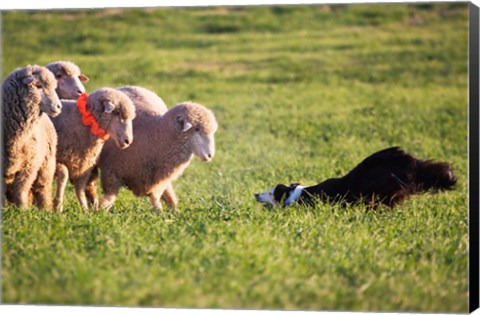 Framed Purebred Border collie dog and Merino sheep Print