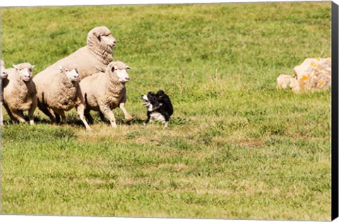 Framed Purebred Border Collie dog and sheep Print