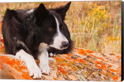 Framed Purebred Border Collie dog on moss rock Print