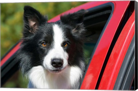 Framed Purebred Border Collie dog, red truck window Print