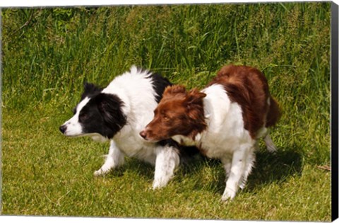 Framed Purebred Border Collie dogs Print