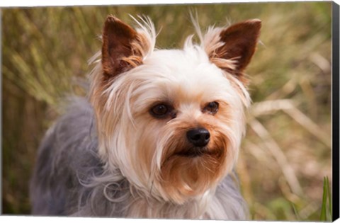Framed Purebred Yorkshire Terrier Dog Print