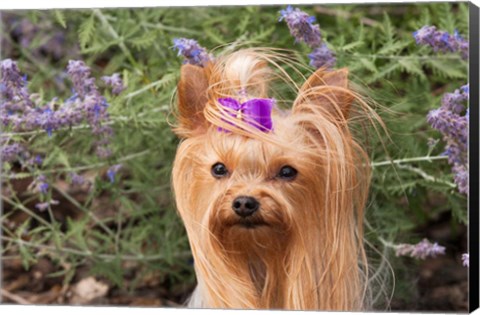 Framed Purebred Yorkshire Terrier dog, purple bow Print