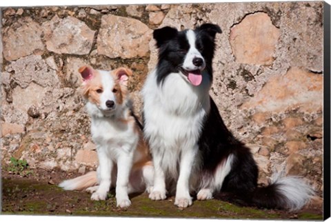 Framed adult Border Collie dog with puppy Print